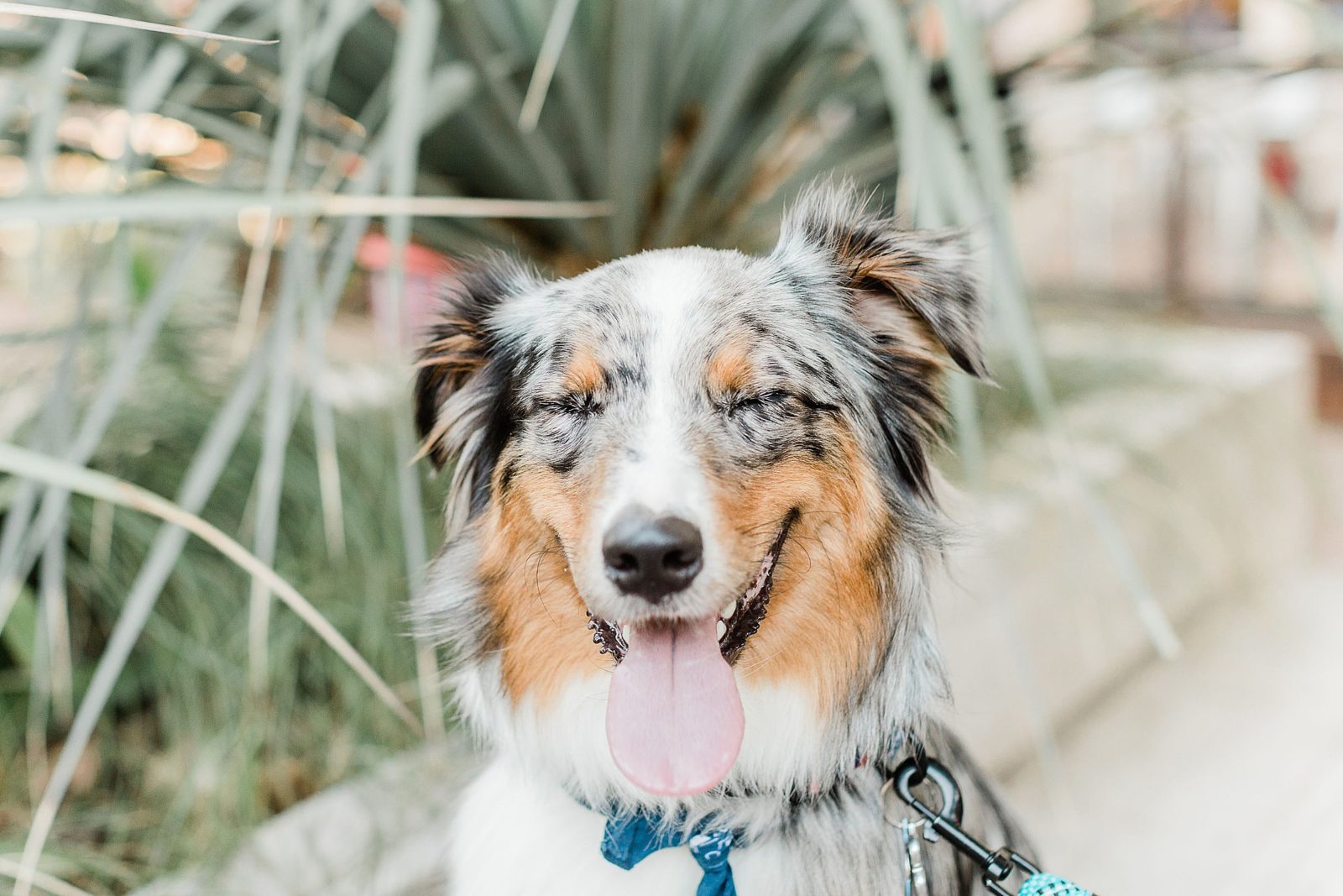 Romantic Engagement Session with dog at The Pearl Fountain, San Antonio, Anna Kay Photography 
