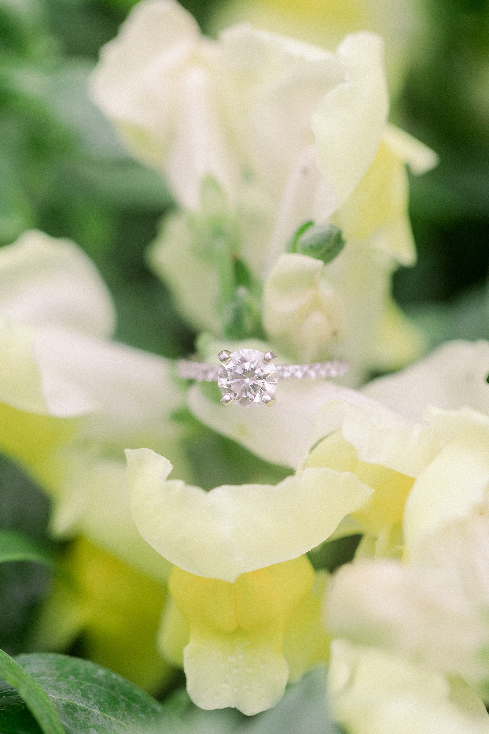 Engagement Ring-Princess Cut-Diamond Engagement Ring-San Antonio Wedding Photographer