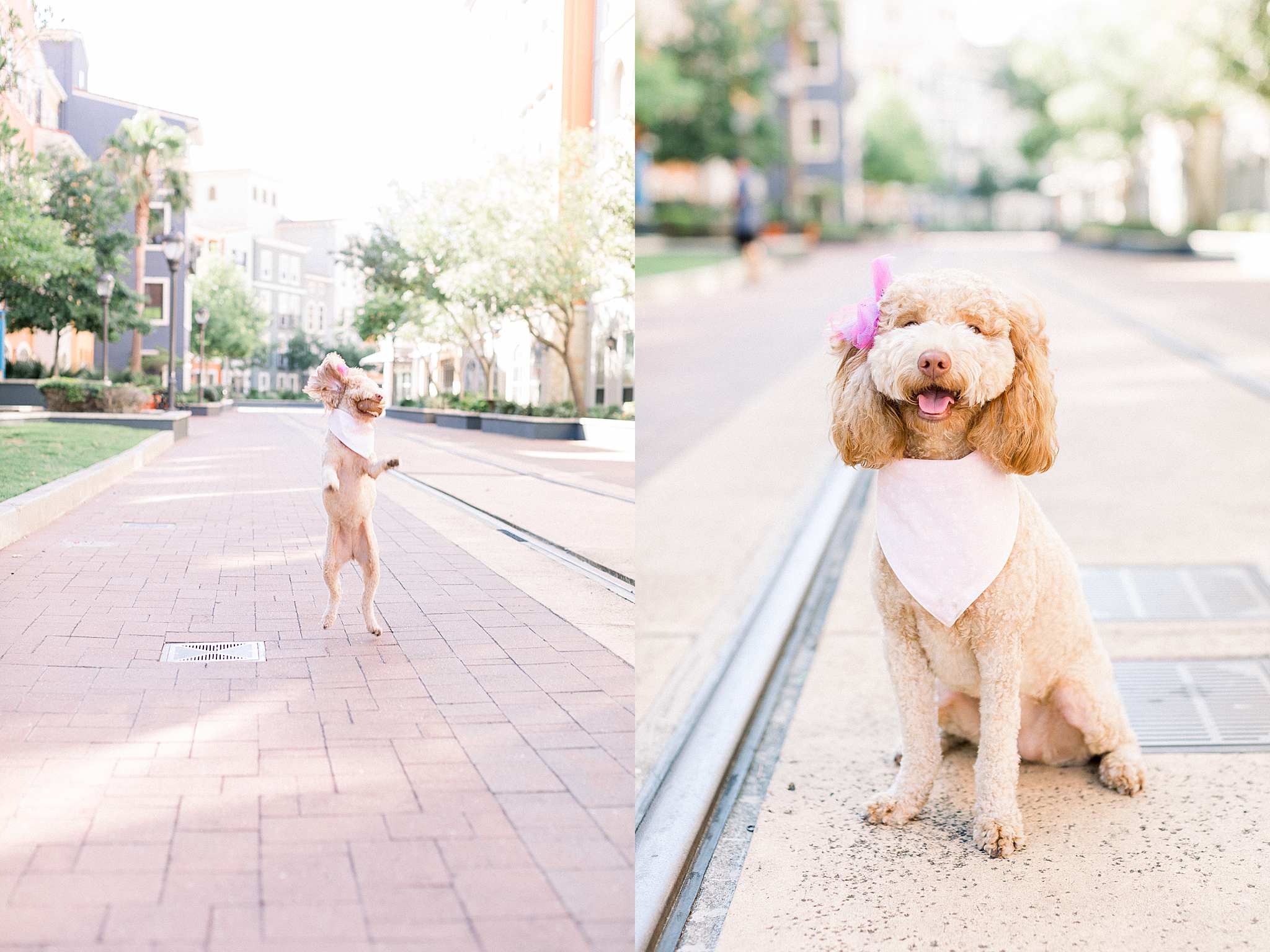 Puppy at Engagement Session in Austin, San Antonio Photographer